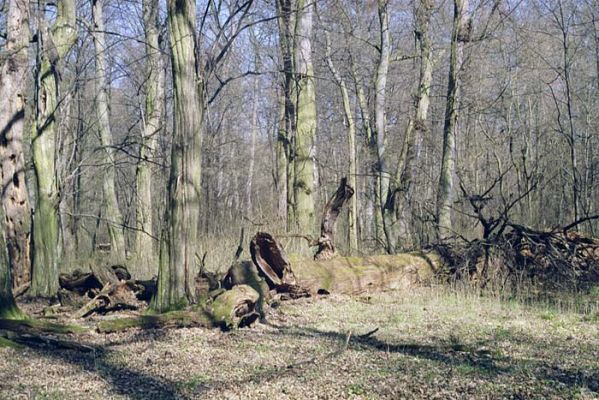 Lanžhot, Ranšpurk, 29.3.2002
Lužní les v oboře Soutok. 
Schlüsselwörter: Lanžhot Soutok Ranšpurk