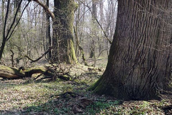 Lanžhot, Ranšpurk, 29.3.2002
Lužní les v oboře Soutok. Tady ještě vládne příroda.
Keywords: Lanžhot Soutok Ranšpurk Crepidophorus mutilatus Podeonius acuticornis Brachygonus ruficeps Elater ferrugineus