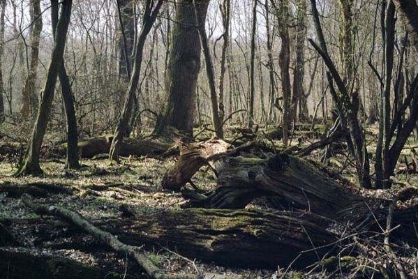 Lanžhot, Ranšpurk, 29.3.2002
Lužní les v oboře Soutok. Ještě ho máme...
Keywords: Lanžhot Soutok Ranšpurk