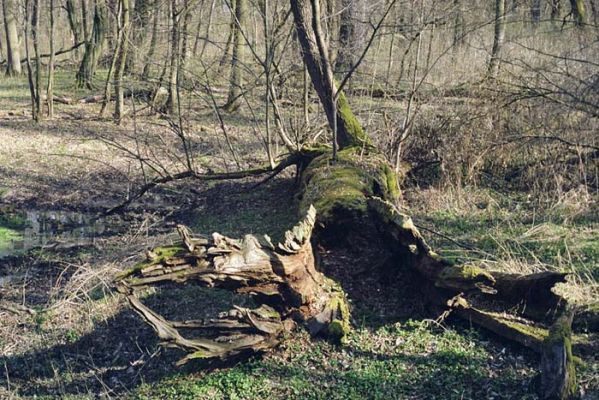 Lanžhot, Ranšpurk, 29.3.2002
Lužní les v oboře Soutok. Stará lípa padla, ale v jejím kmeni je stále ještě dosti života.
Klíčová slova: Lanžhot Soutok Ranšpurk