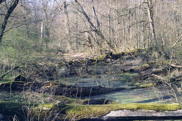 Lanžhot, Ranšpurk, 29.3.2002
Lužní les v oboře Soutok. Slepé rameno Kyjovky ve stádiu zazemňování.
Keywords: Lanžhot Soutok Ranšpurk