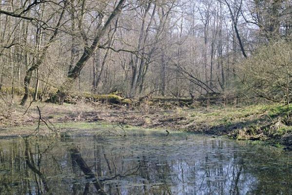 Lanžhot, Ranšpurk, 29.3.2002
Lužní les v oboře Soutok. Slepé rameno Kyjovky.
Klíčová slova: Lanžhot Soutok Ranšpurk