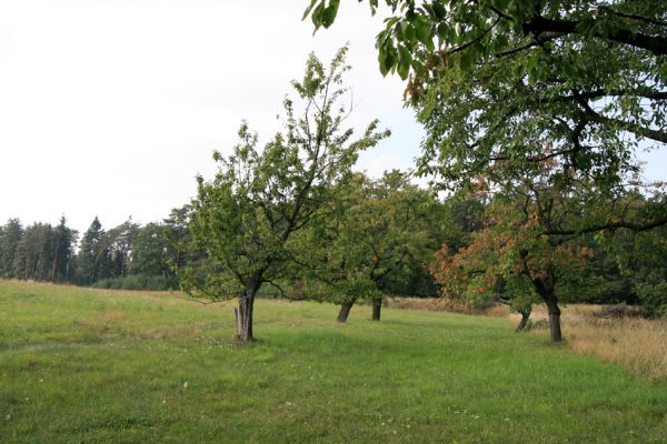 Sovolusky, 19.9.2009
Třešňovka na jihozápadním okraji obce.
Klíčová slova: Sovolusky Anthaxia candens