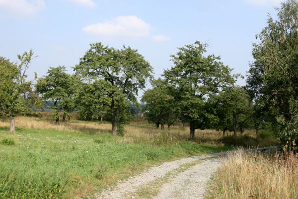 Sovolusky, 19.9.2009
Třešňovka na jihozápadním okraji obce.
Schlüsselwörter: Sovolusky Anthaxia candens