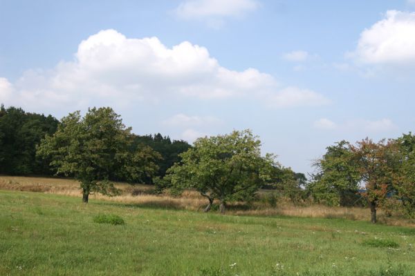 Sovolusky, 19.9.2009
Třešňovka na jihozápadním okraji obce.
Klíčová slova: Sovolusky Anthaxia candens