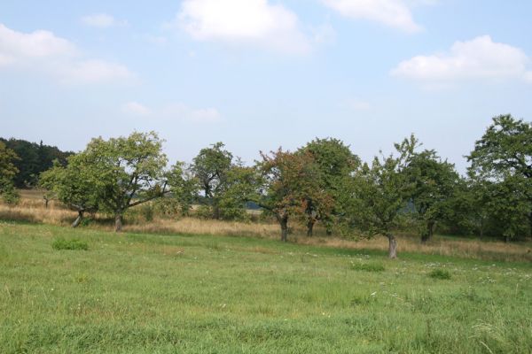 Sovolusky, 19.9.2009
Třešňovka na jihozápadním okraji obce.
Klíčová slova: Sovolusky Anthaxia candens