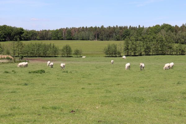 Sovolusky, 24.5.2019
Pastvina.
Klíčová slova: Sovolusky pastvina