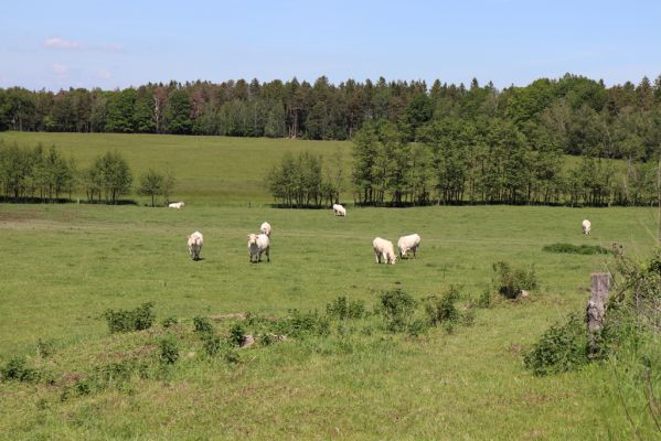 Sovolusky, 24.5.2019
Pastvina.
Klíčová slova: Sovolusky pastvina