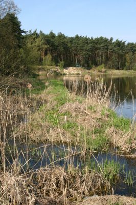 Sowiniec, 27.4.2009
Řeka Warta u Bílé hory.
Schlüsselwörter: Sowiniec Warta Bílá hora Cidnopus aeruginosus