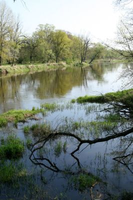 Sowiniec, 27.4.2009
Řeka Warta z Bílé hory.
Schlüsselwörter: Sowiniec Warta Bílá hora