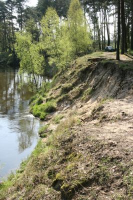 Sowiniec, 27.4.2009
Řeka Warta a Bílá hora. 
Klíčová slova: Sowiniec Warta Bílá hora Cidnopus aeruginosus