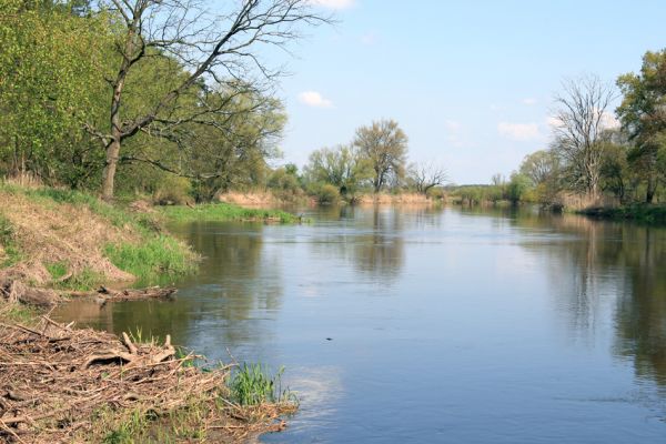 Sowiniec, 27.4.2009
Řeka Warta z Bílé hory.
Klíčová slova: Sowiniec Warta Bílá hora