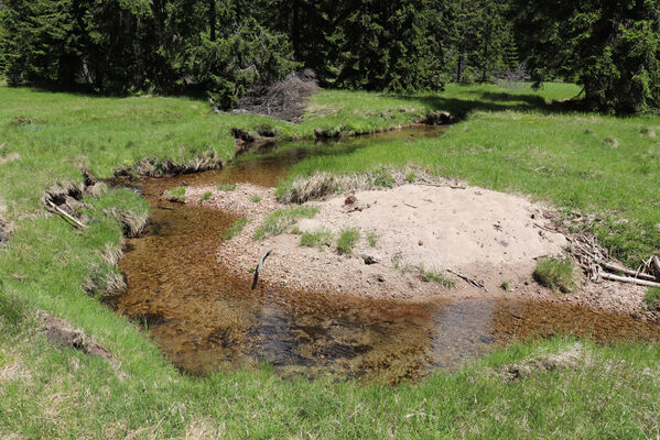 Špindlerův Mlýn, 15.6.2022
Labský důl - meandry Labe.
Klíčová slova: Krkonoše Špindlerův Mlýn Labský důl Aplotarsus incanus