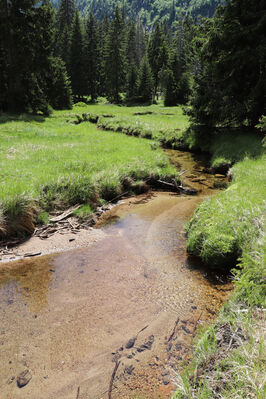 Špindlerův Mlýn, 15.6.2022
Labský důl - meandry Labe.
Klíčová slova: Krkonoše Špindlerův Mlýn Labský důl Aplotarsus incanus