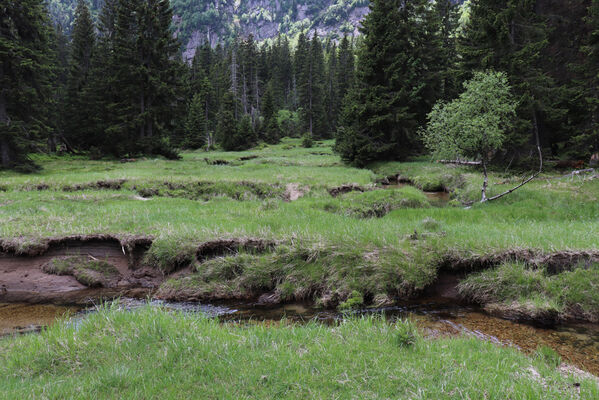 Špindlerův Mlýn, 15.6.2022
Labský důl - meandry Labe.
Klíčová slova: Krkonoše Špindlerův Mlýn Labský důl Aplotarsus incanus