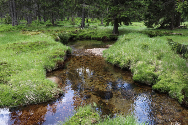 Špindlerův Mlýn, 15.6.2022
Labský důl - meandry Labe.
Schlüsselwörter: Krkonoše Špindlerův Mlýn Labský důl Aplotarsus incanus