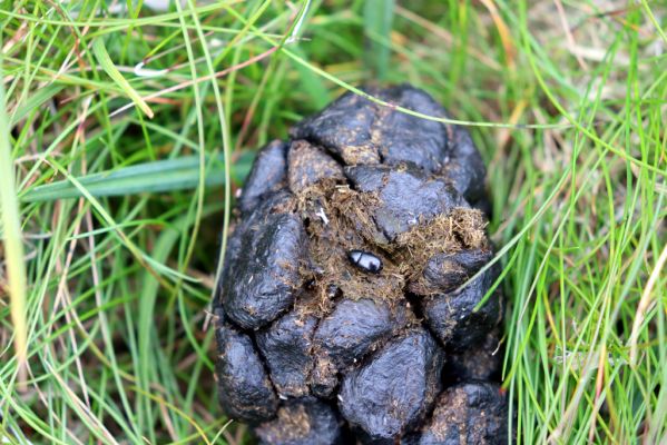 Špindlerův Mlýn, 12.8.2020
Luční pláň. Jelení exkrement s hnojníkem Agoliinus piceus.
Keywords: Špindlerův Mlýn Krkonoše Luční hora Luční pláň Agoliinus piceus