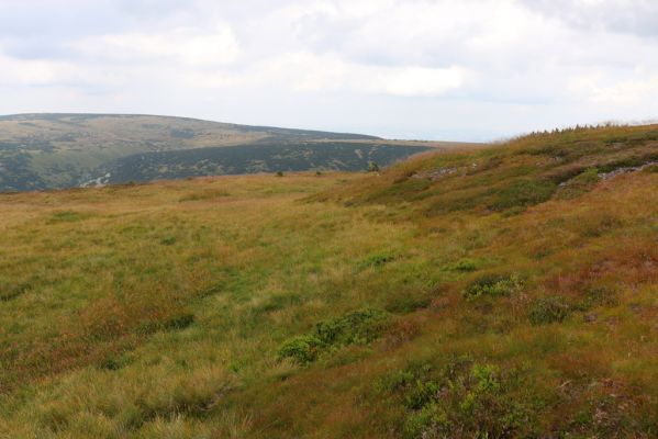 Špindlerův Mlýn, 12.8.2020
Louky v západní části Luční hory. Pohled na Čertovo návrší.
Klíčová slova: Špindlerův Mlýn Krkonoše Luční hora Čertovo návrší