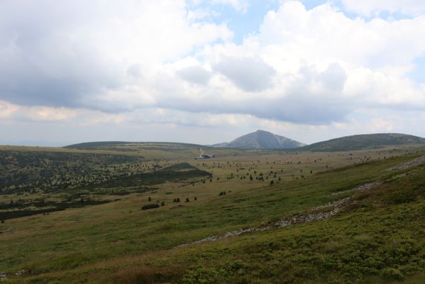 Špindlerův Mlýn, 12.8.2020
Severní svah Luční hory. Pohled na Sněžku.
Klíčová slova: Špindlerův Mlýn Krkonoše Luční hora Sněžka