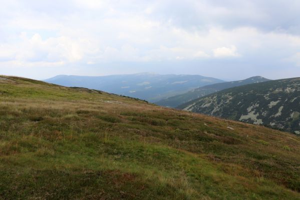 Špindlerův Mlýn, 12.8.2020
Severní svah Luční hory. Pohled na Vysoké kolo.
Klíčová slova: Špindlerův Mlýn Krkonoše Luční hora Vysoké kolo