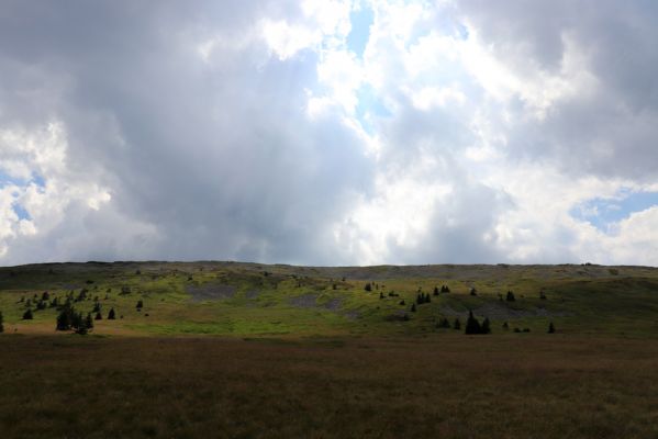 Špindlerův Mlýn, 12.8.2020
Bílá louka. Suťová pole na severním svahu Luční hory.
Klíčová slova: Špindlerův Mlýn Krkonoše Bílá louka Luční hora Hypnoidus consobrinus