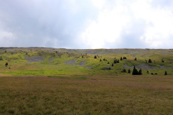 Špindlerův Mlýn, 12.8.2020
Bílá louka. Suťová pole na severním svahu Luční hory.
Klíčová slova: Špindlerův Mlýn Krkonoše Bílá louka Luční hora Hypnoidus consobrinus