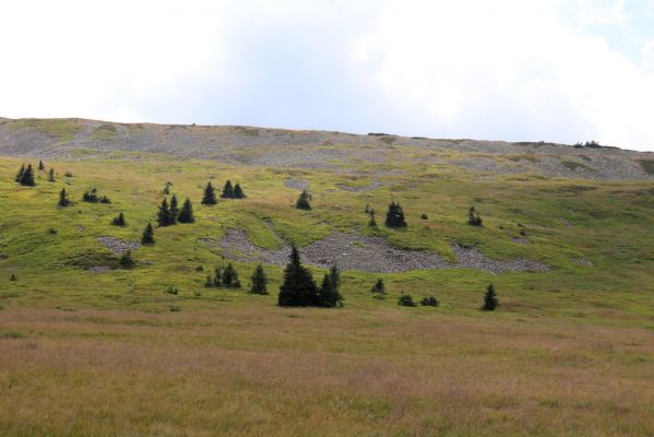 Špindlerův Mlýn, 12.8.2020
Bílá louka. Suťová pole na severním svahu Luční hory.
Klíčová slova: Špindlerův Mlýn Krkonoše Bílá louka Luční hora Hypnoidus consobrinus
