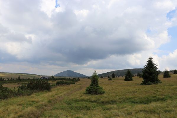 Špindlerův Mlýn, 12.8.2020
Pohled z Bílé louky na Sněžku.
Klíčová slova: Špindlerův Mlýn Krkonoše Bílá louka Sněžka