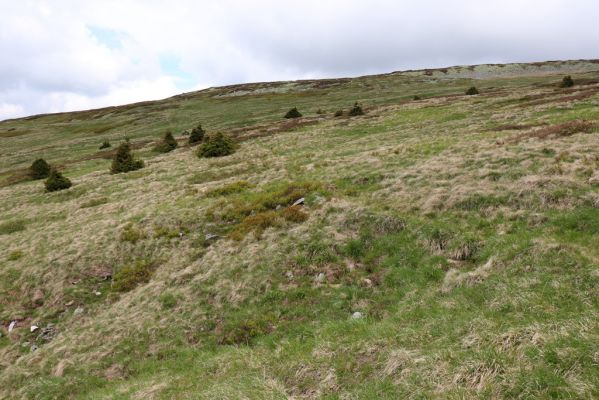 Špindlerův Mlýn, 16.6.2020
Luční hora, jižní svah. Biotop kovaříka Liotrichus affinis.
Schlüsselwörter: Špindlerův Mlýn Krkonoše Luční hora Liotrichus affinis