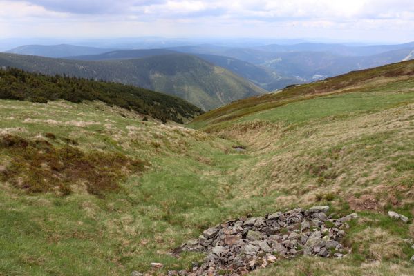 Špindlerův Mlýn, 16.6.2020
Luční hora, jižní svah. Pramenný důl.
Klíčová slova: Špindlerův Mlýn Krkonoše Luční hora Liotrichus affinis