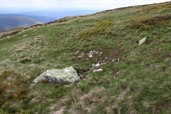 Špindlerův Mlýn, 16.6.2020
Luční hora, jižní svah. Biotop kovaříka Liotrichus affinis.
Schlüsselwörter: Špindlerův Mlýn Krkonoše Luční hora Liotrichus affinis