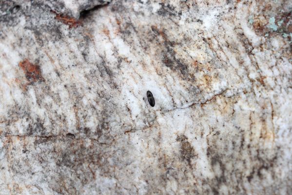 Špindlerův Mlýn, 16.6.2020
Luční hora, jižní svah. Kovařík Hypnoidus consobrinus.
Klíčová slova: Špindlerův Mlýn Krkonoše Luční hora Hypnoidus consobrinus