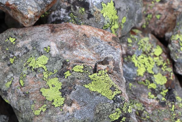 Špindlerův Mlýn, 16.6.2020
Luční hora, jižní svah. Kovařík Liotrichus affinis.
Klíčová slova: Špindlerův Mlýn Krkonoše Luční hora Liotrichus affinis