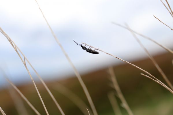 Špindlerův Mlýn, 16.6.2020
Luční hora, jižní část hřbetu. Kovařík Liotrichus affinis.
Klíčová slova: Špindlerův Mlýn Krkonoše Luční hora Liotrichus affinis