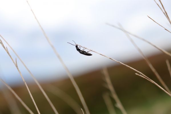 Špindlerův Mlýn, 16.6.2020
Luční hora, jižní část hřbetu. Kovařík Liotrichus affinis.
Klíčová slova: Špindlerův Mlýn Krkonoše Luční hora Liotrichus affinis