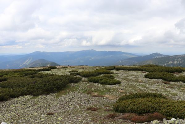 Špindlerův Mlýn, 16.6.2020
Luční hora, západní část hřbetu. Pohled na západní část Krkonoš.
Keywords: Špindlerův Mlýn Krkonoše Luční hora