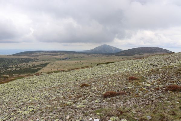 Špindlerův Mlýn, 16.6.2020
Luční hora, západní část hřbetu. Pohled na Sněžku.
Klíčová slova: Špindlerův Mlýn Krkonoše Luční hora Sněžka