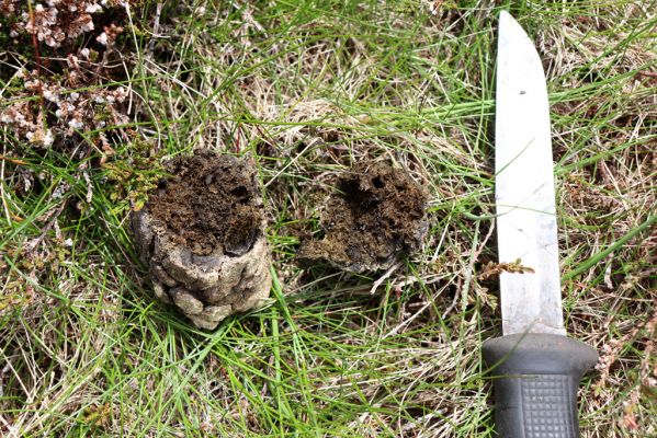 Špindlerův Mlýn, 16.6.2020
Luční hora, západní část hřbetu. Jelení exkrement s hnojníky Agoliinus piceus.
Klíčová slova: Špindlerův Mlýn Krkonoše Luční hora Agoliinus piceus