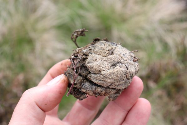 Špindlerův Mlýn, 16.6.2020
Luční hora, západní část hřbetu. Jelení exkrement s hnojníky Agoliinus piceus.
Klíčová slova: Špindlerův Mlýn Krkonoše Luční hora Agoliinus piceus