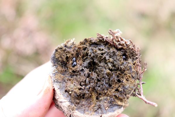 Špindlerův Mlýn, 16.6.2020
Luční hora, západní část hřbetu. Jelení exkrement s hnojníky Agoliinus piceus.
Klíčová slova: Špindlerův Mlýn Krkonoše Luční hora Agoliinus piceus