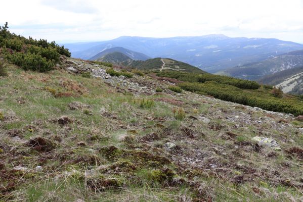 Špindlerův Mlýn, 16.6.2020
Luční hora, severní svah. Pohled na západní část Krkonoš.
Klíčová slova: Špindlerův Mlýn Krkonoše Luční hora Sericus subaeneus Pheletes aeneoniger