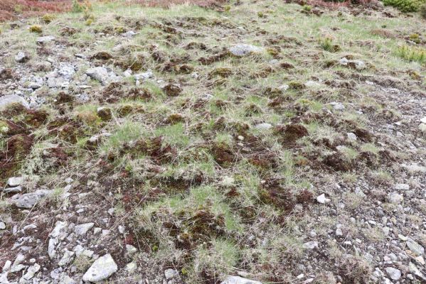 Špindlerův Mlýn, 16.6.2020
Luční hora, severní svah. Biotop kovaříka Sericus subaeneus.
Klíčová slova: Špindlerův Mlýn Krkonoše Luční hora Sericus subaeneus Pheletes aeneoniger