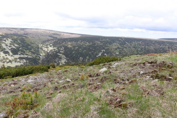 Špindlerův Mlýn, 16.6.2020
Luční hora, severní svah. Biotop kovaříka Sericus subaeneus.
Klíčová slova: Špindlerův Mlýn Krkonoše Luční hora Stříbrný hřbet Sericus subaeneus Pheletes aeneoniger