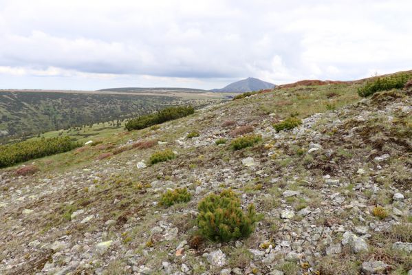 Špindlerův Mlýn, 16.6.2020
Luční hora, severní svah. Biotop kovaříka Sericus subaeneus.
Klíčová slova: Špindlerův Mlýn Krkonoše Luční hora Sericus subaeneus Pheletes aeneoniger