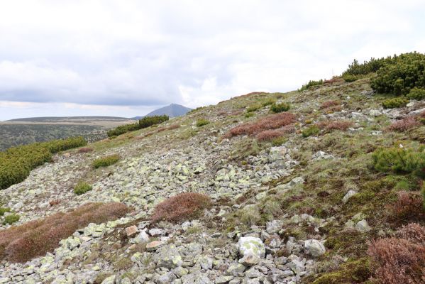 Špindlerův Mlýn, 16.6.2020
Luční hora, severní svah. Biotop kovaříka Sericus subaeneus.
Klíčová slova: Špindlerův Mlýn Krkonoše Luční hora Sericus subaeneus Pheletes aeneoniger