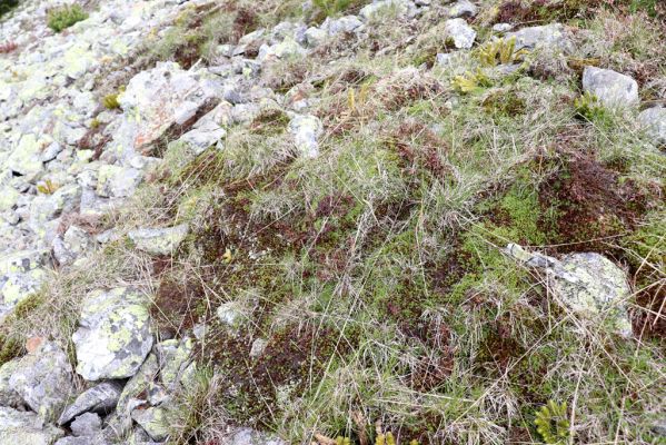 Špindlerův Mlýn, 16.6.2020
Luční hora, severní svah. Biotop kovaříka Sericus subaeneus.
Klíčová slova: Špindlerův Mlýn Krkonoše Luční hora Sericus subaeneus