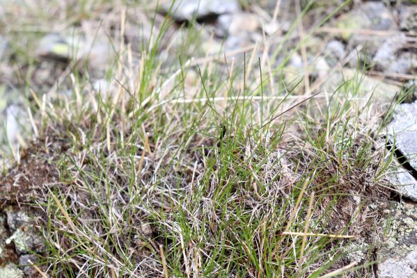 Špindlerův Mlýn, 16.6.2020
Luční hora, severní svah. Kovařík Sericus subaeneus.
Keywords: Špindlerův Mlýn Krkonoše Luční hora Sericus subaeneus