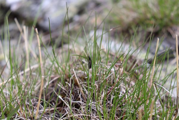 Špindlerův Mlýn, 16.6.2020
Luční hora, severní svah. Kovařík Sericus subaeneus.
Schlüsselwörter: Špindlerův Mlýn Krkonoše Luční hora Sericus subaeneus