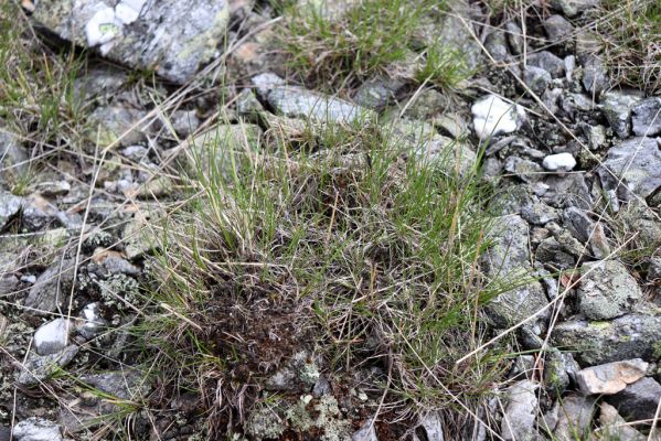 Špindlerův Mlýn, 16.6.2020
Luční hora, severní svah. Biotop kovaříka Sericus subaeneus.
Klíčová slova: Špindlerův Mlýn Krkonoše Luční hora Sericus subaeneus