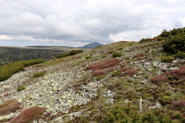 Špindlerův Mlýn, 16.6.2020
Luční hora, severní svah. Biotop kovaříka Sericus subaeneus.
Mots-clés: Špindlerův Mlýn Krkonoše Luční hora Sericus subaeneus Pheletes aeneoniger